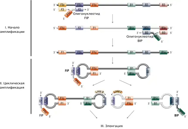 Рисунок принадлежит компании New England BioLabs