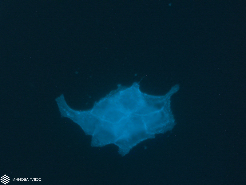 Детекция сигнала при связывании наноантитела с белком-мишенью на клетках BT-474 методом иммунофлюоресцентного анализа.