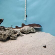 Лаборатория «Иннова плюс» приобрела акулу для получения VNAR антител