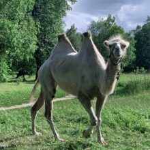 В рамках проекта по получению VHH антител наработаны, очищены и протестированы полученные наноантитела верблюда к целевым белкам
