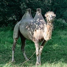 В «Иннова плюс» стартовал проект по получению фрагментов VHH антител верблюда
