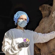 В рамках проекта получения VHH антител началась иммунизация верблюда