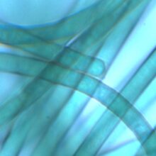 Часто ли токсины водорослей и цианобактерий вызывают массовую гибель морских обитателей?