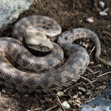 Сыворотка против яда гадюки эффективна и против яда гюрзы