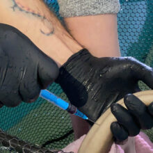 Стартовала опытная часть проекта по получению VNAR антител акулы