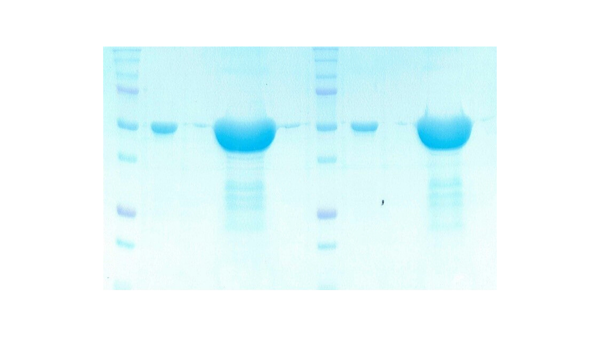 SARS-CoV-2 N белок разделен на 12.5% ПААГ ДСН в восстанавливающих и невосстанавливающих условиях. 

Гель окрашен с использованием красителя “Instant Blue Coomassie Protein Stain” с чувствительностью 5 нг на дорожку. 

Количество загруженного белка - 2 мкг и 40 мкг.

